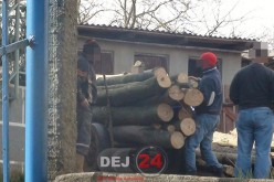 Transportau lemne cu căruțele fără a avea documente de proveniență – FOTO/VIDEO