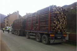 Se fură ca-n codru! În doar două luni, polițiștii clujeni au confiscat peste 600 de metri cubi de lemn