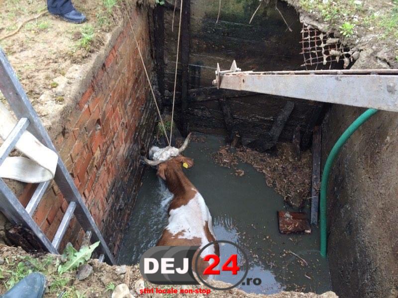 Salvare vaca cazuta in canal pompieri Manastirea Dej
