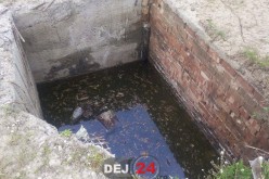 IGNORANȚĂ SAU INCOMPETENȚĂ? Fosa septică din Mănăstirea, în care a căzut o vacă, nu a fost acoperită de autorități – FOTO